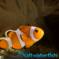 Saltwaterfish's Coupon Code and Deals